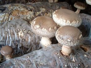 Mushroom mycelium