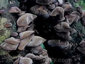 Auricularia aershanensis