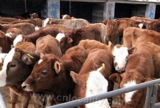 Heshun beef cattle