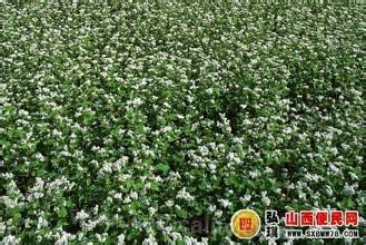 Shouyang buckwheat