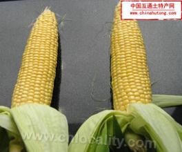 &quot;Xuefuxing&quot; sweet waxy corn