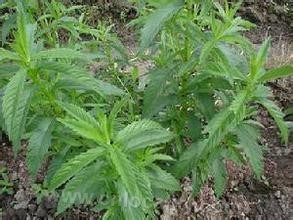 Silver striped cabbage