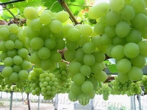 Wuhai grapes