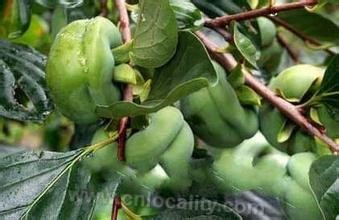 Jiaocheng green persimmon