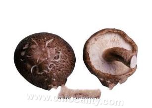 Jiaocheng mushroom