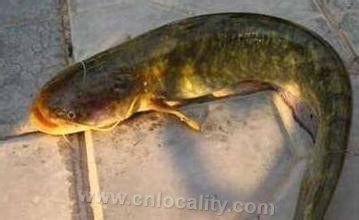 Yellow river catfish