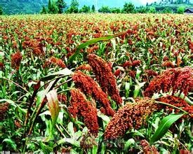 Fenyang liquor-making sorghum