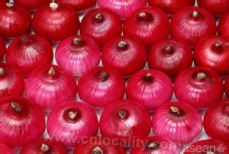 Ordos red onion