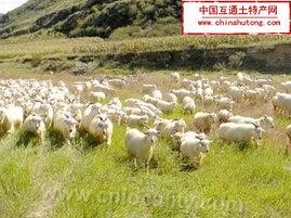 Baizi sheep