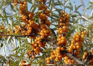 Seabuckthorn Fangshan