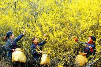 Pingding guanshan forsythia tea