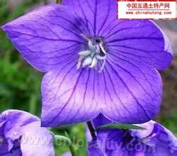 Platycodon grandiflorum