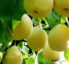 Yuanping crisp pear