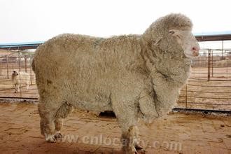 Ordos fine wool sheep