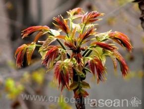 Toona sinensis in Sunjiawan