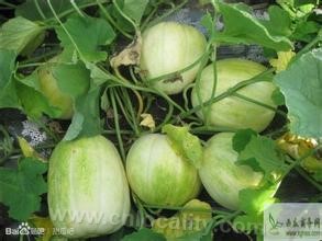 Xinzhou cantaloupe