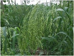 broomcorn millet