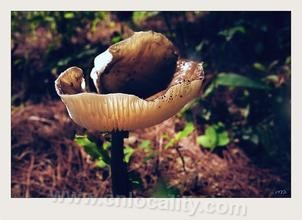 Mushrooms in Yingpan, Ningwu