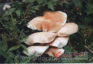 Yingpan mushroom