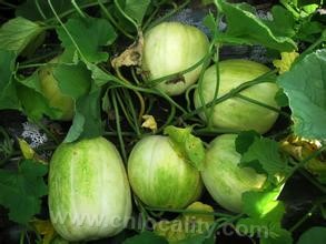 Dingxiang melon