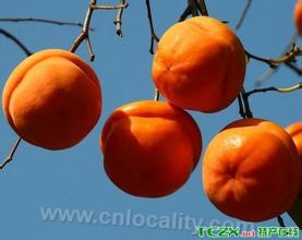 Nanzhuang Gai persimmon