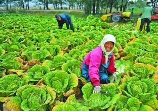 Huade Chinese cabbage