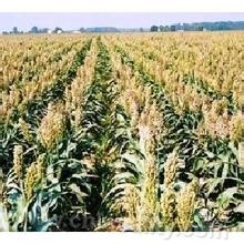 Xinzhou sorghum