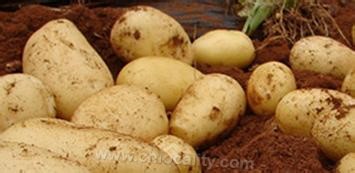 Xinghe potato