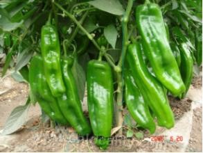 Yingxian green pepper