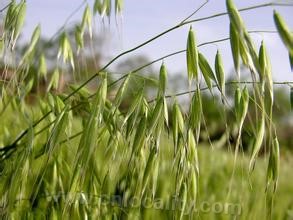 naked oats