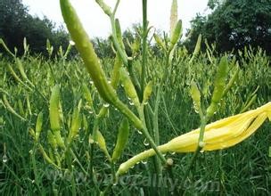 Hengshan daylily