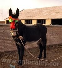 Guangling thrush donkey