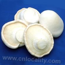 Xiaojingzhuang Pleurotus nebrodensis