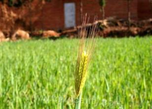 Shangdu barley