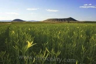 Datong county Huanghua