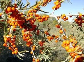 Seabuckthorn in Datong