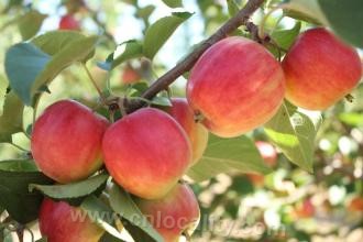 Inner Mongolia wild fruit