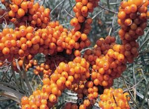 Wild seabuckthorn