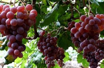 Qingxu grape