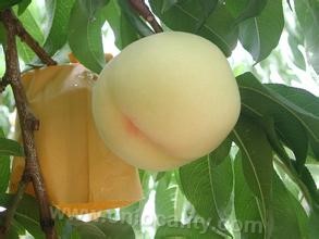 Yangqu white peach