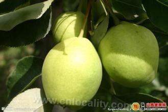 Yangqu crisp pear