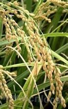 Golden soft millet