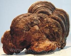 wood ganoderma lucidum