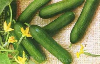 Inner Mongolia cucumber