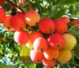 Chinese pear-leaved crabapple