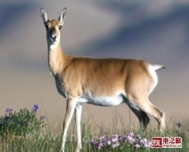 Przewalski's gazelle