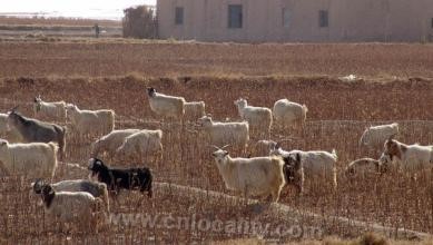 Siziwangqi Gobi sheep