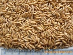 Naked oats in Inner Mongolia