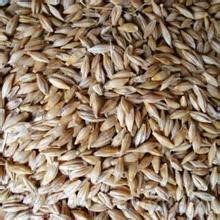 Xinghe barley