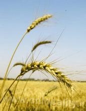 Inner Mongolia barley